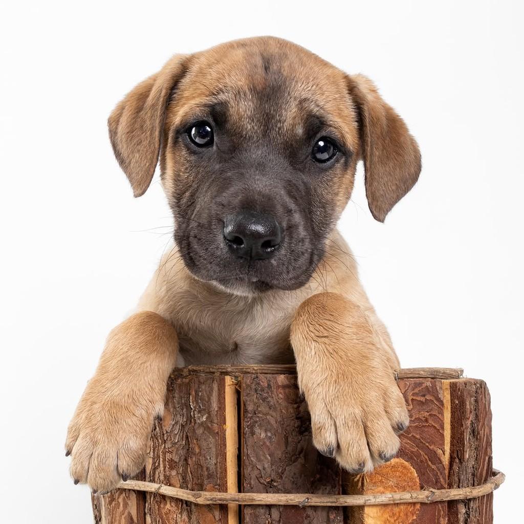 Copper, cachorro de porte médio para adoção em São Paulo - SP