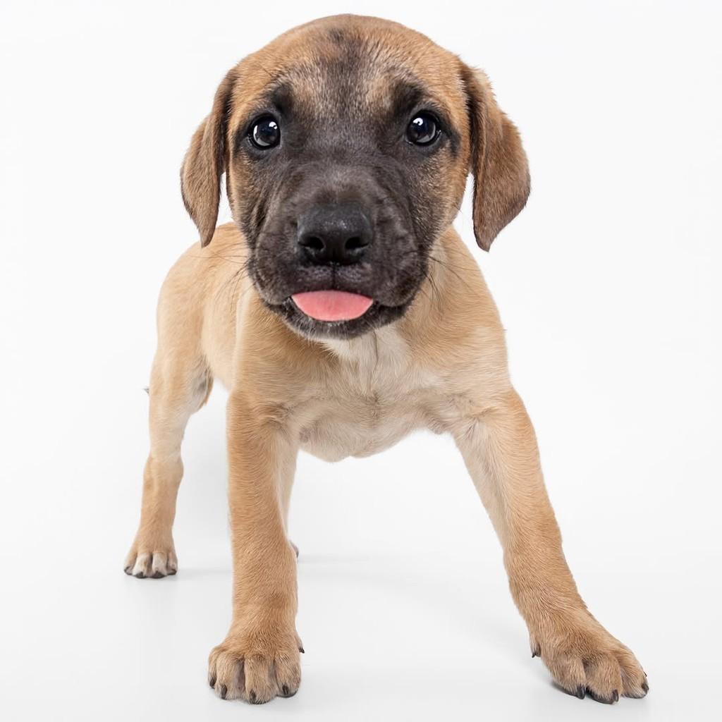Copper, cachorro de porte médio para adoção em São Paulo - SP — foto 3 de 19