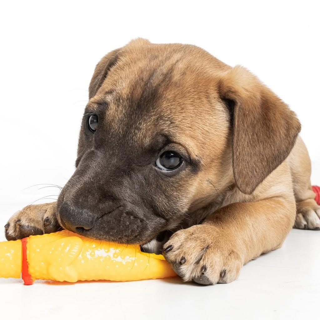Copper, cachorro de porte médio para adoção em São Paulo - SP — foto 4 de 19