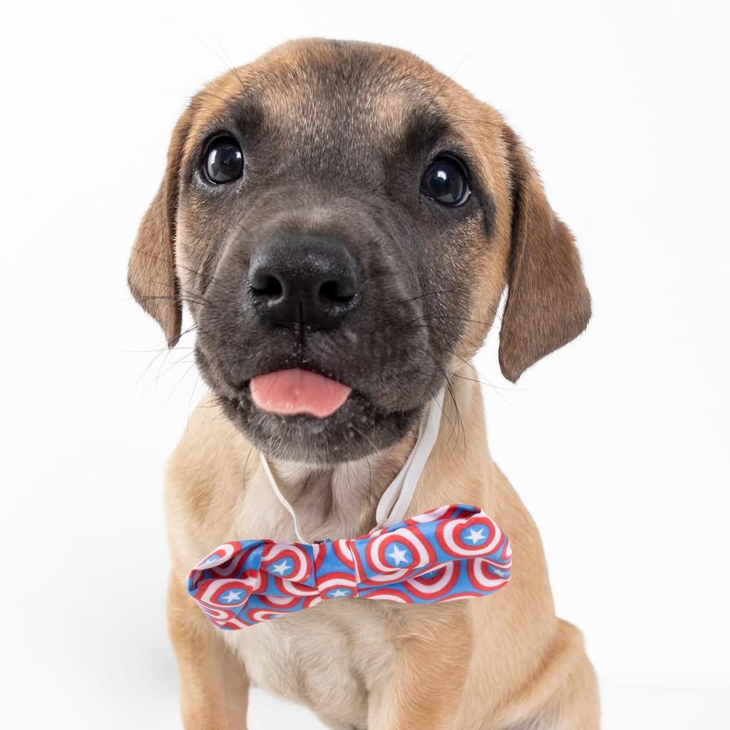 Copper, cachorro de porte médio para adoção em São Paulo - SP — foto 5 de 19