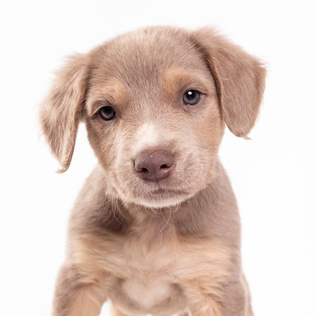 Blue, cachorro de porte médio para adoção em São Paulo - SP