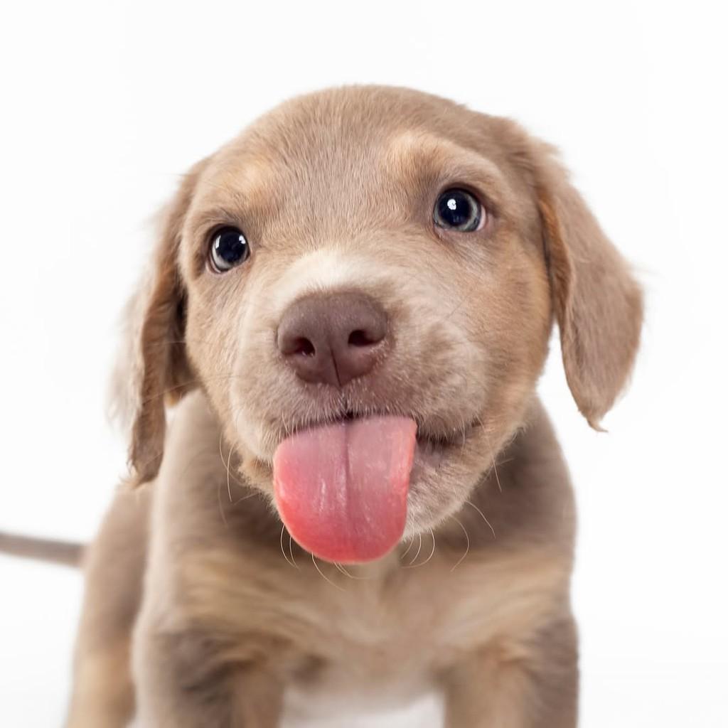 Blue, cachorro de porte médio para adoção em São Paulo - SP — foto 2 de 15