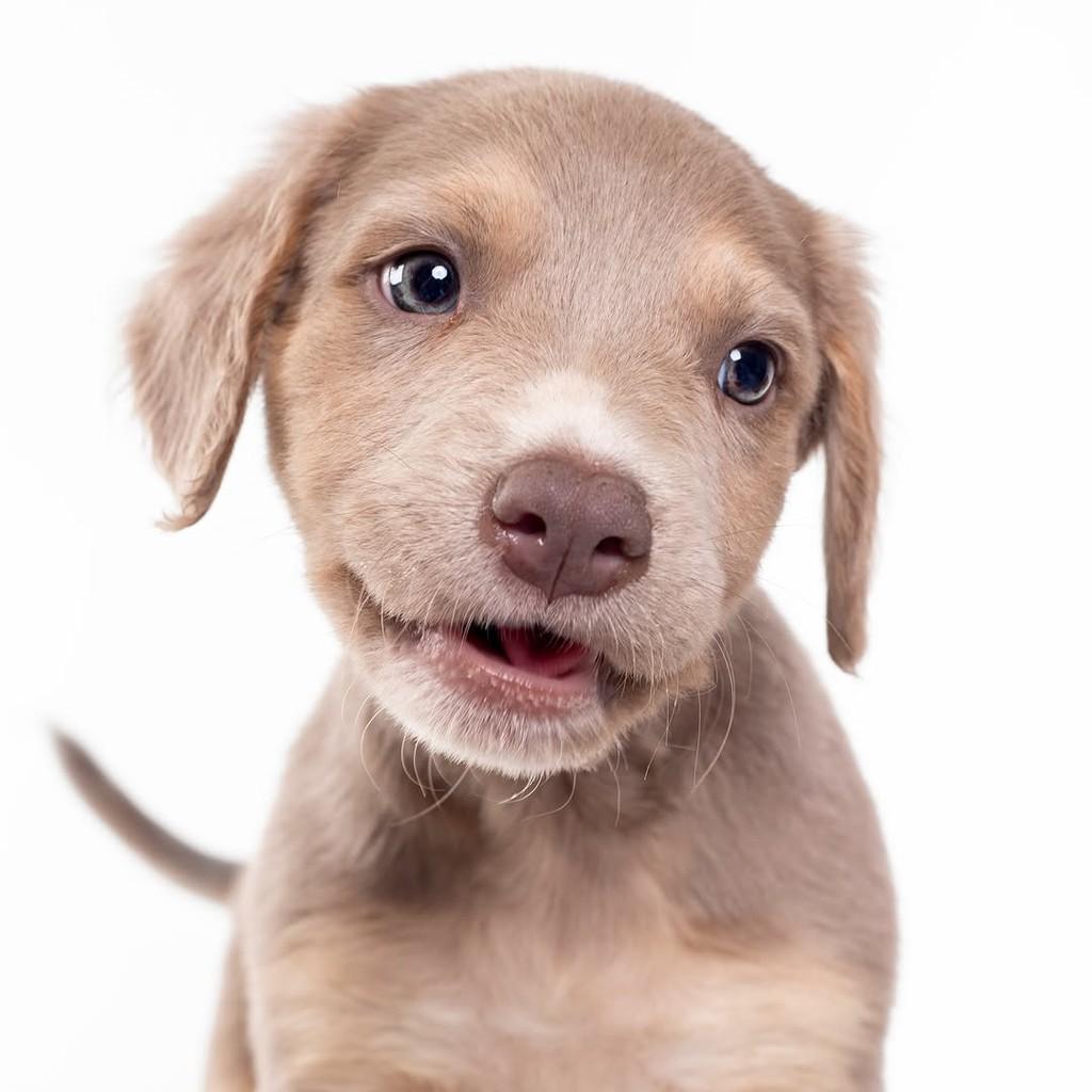 Blue, cachorro de porte médio para adoção em São Paulo - SP — foto 3 de 15