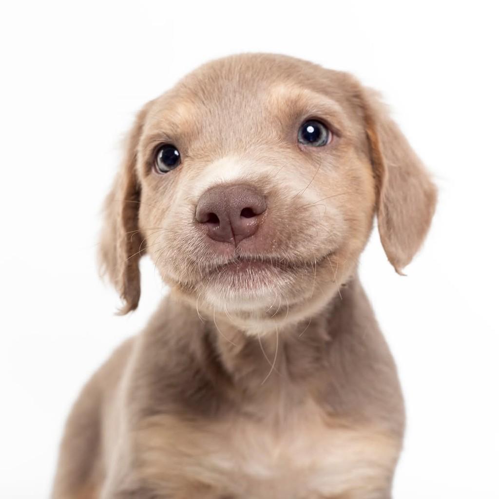 Blue, cachorro de porte médio para adoção em São Paulo - SP — foto 5 de 15