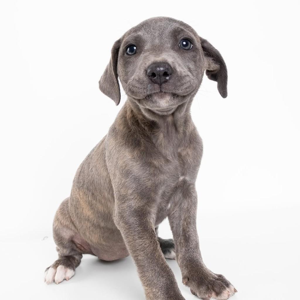Cherry, cachorro de porte pequeno para adoção em São Paulo - SP