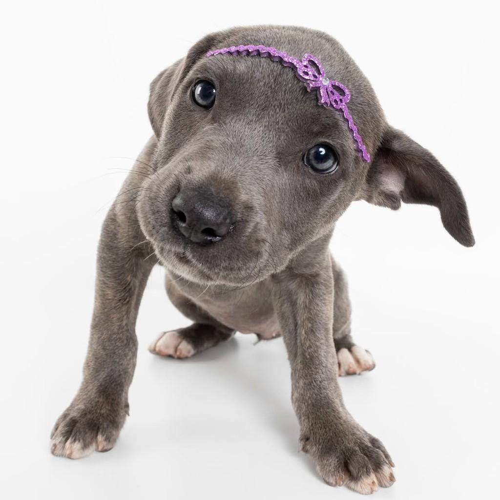 Cherry, cachorro de porte pequeno para adoção em São Paulo - SP — foto 2 de 17