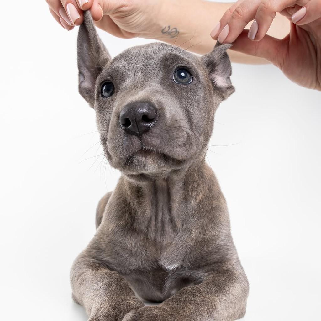 Cherry, cachorro de porte pequeno para adoção em São Paulo - SP — foto 3 de 17