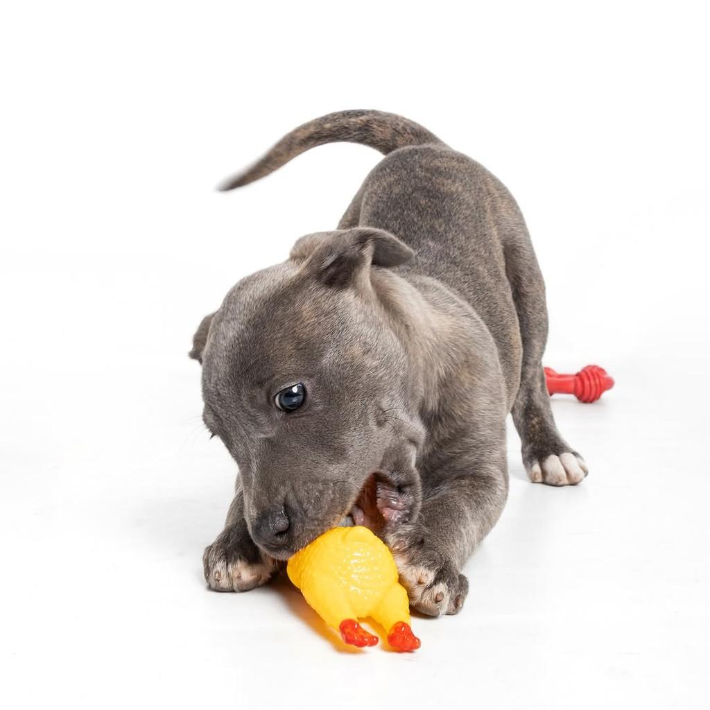 Cherry, cachorro de porte pequeno para adoção em São Paulo - SP — foto 4 de 17