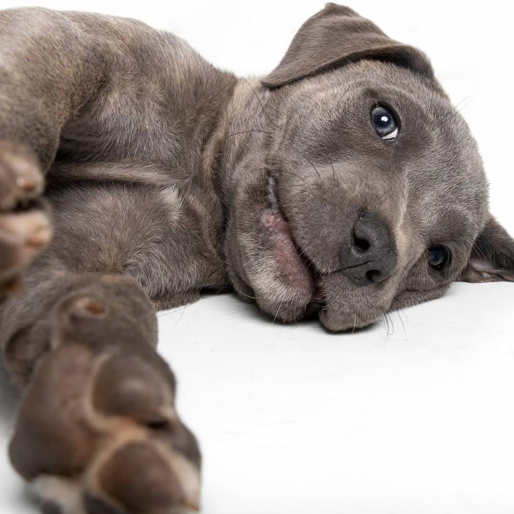 Cherry, cachorro de porte pequeno para adoção em São Paulo - SP — foto 5 de 17
