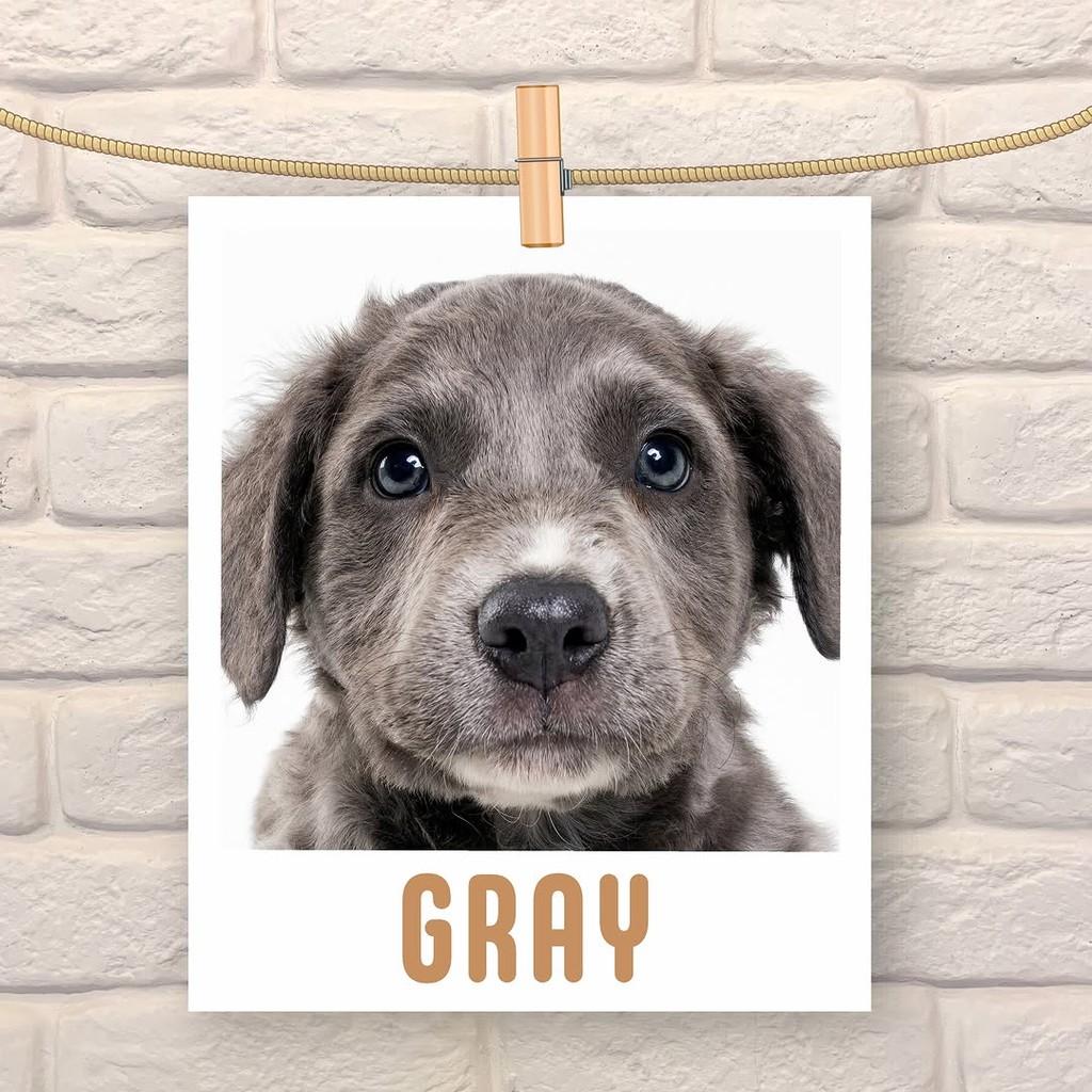 Gray, cadela de porte médio para adoção em São Paulo - SP