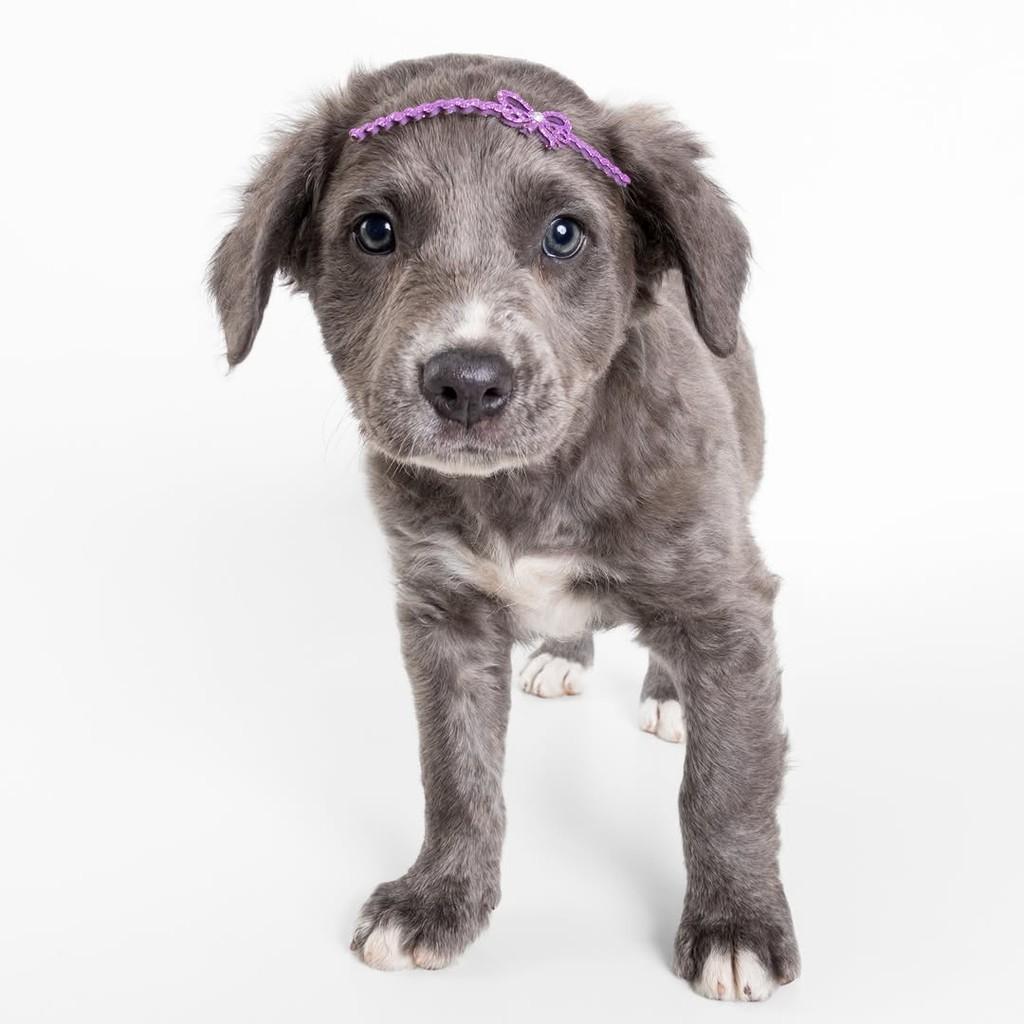 Gray, cadela de porte médio para adoção em São Paulo - SP — foto 4 de 19
