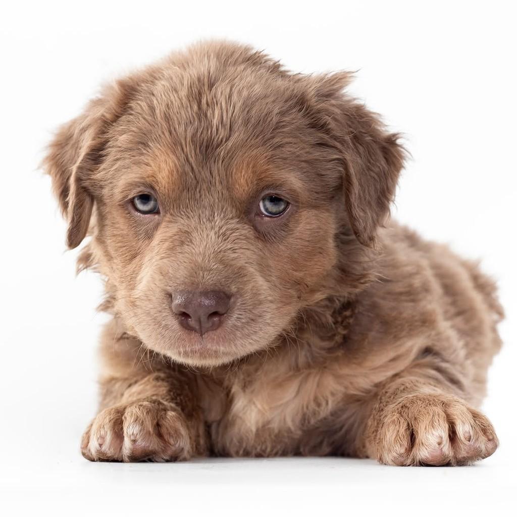 Rusty, cachorro de porte pequeno para adoção em São Paulo - SP