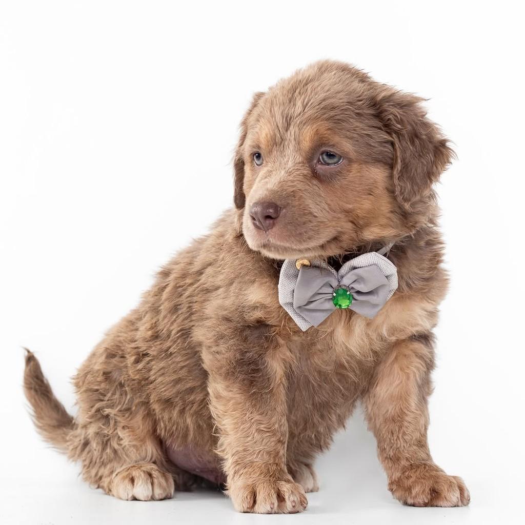 Rusty, cachorro de porte pequeno para adoção em São Paulo - SP — foto 2 de 13