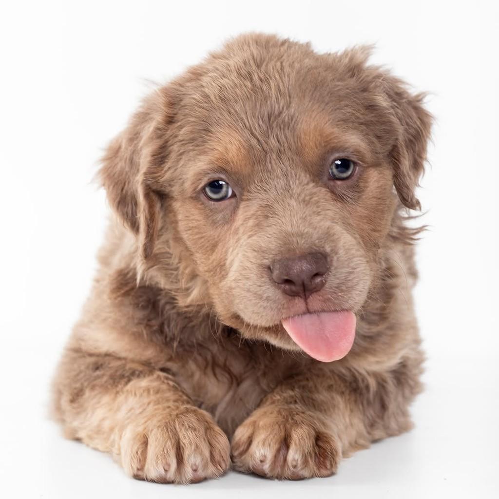 Rusty, cachorro de porte pequeno para adoção em São Paulo - SP — foto 3 de 13