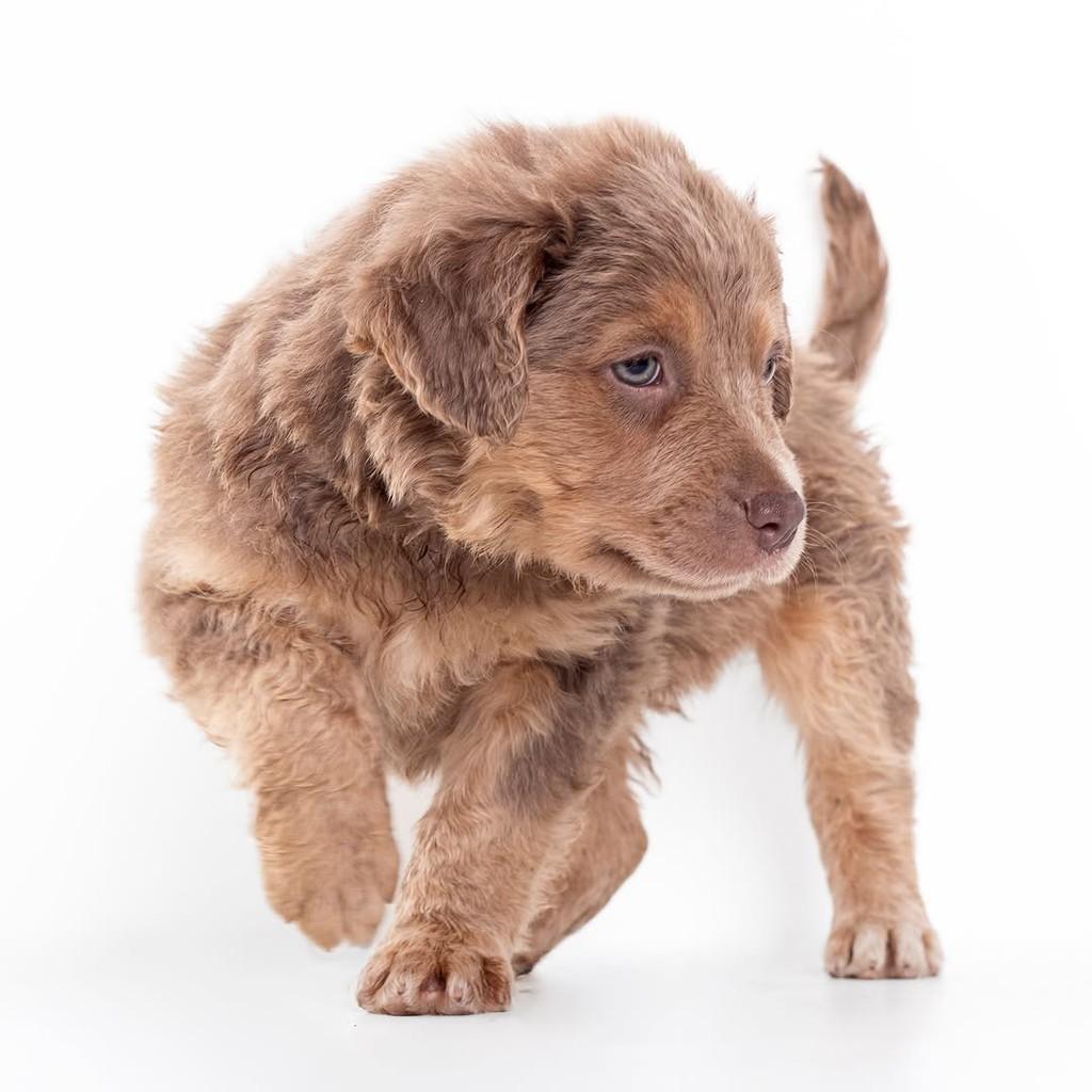 Rusty, cachorro de porte pequeno para adoção em São Paulo - SP — foto 4 de 13