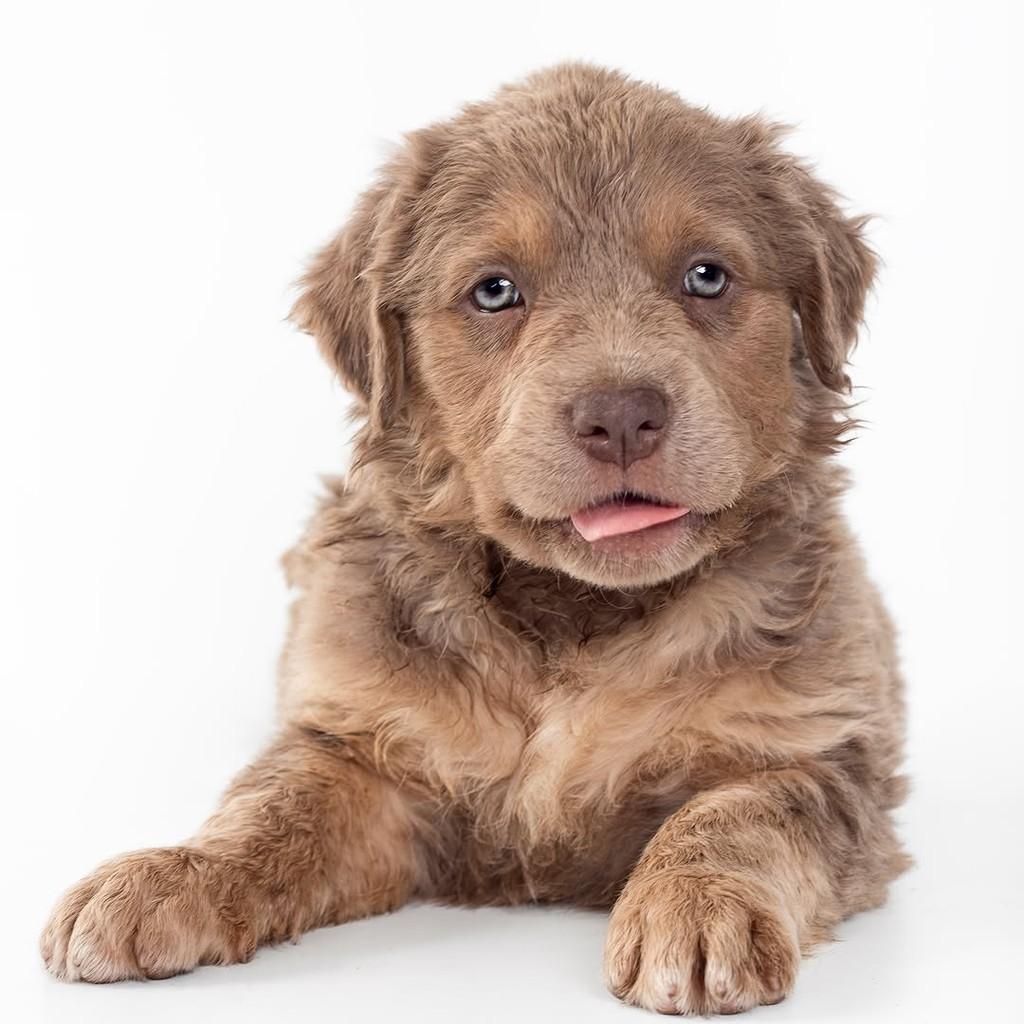 Rusty, cachorro de porte pequeno para adoção em São Paulo - SP — foto 5 de 13