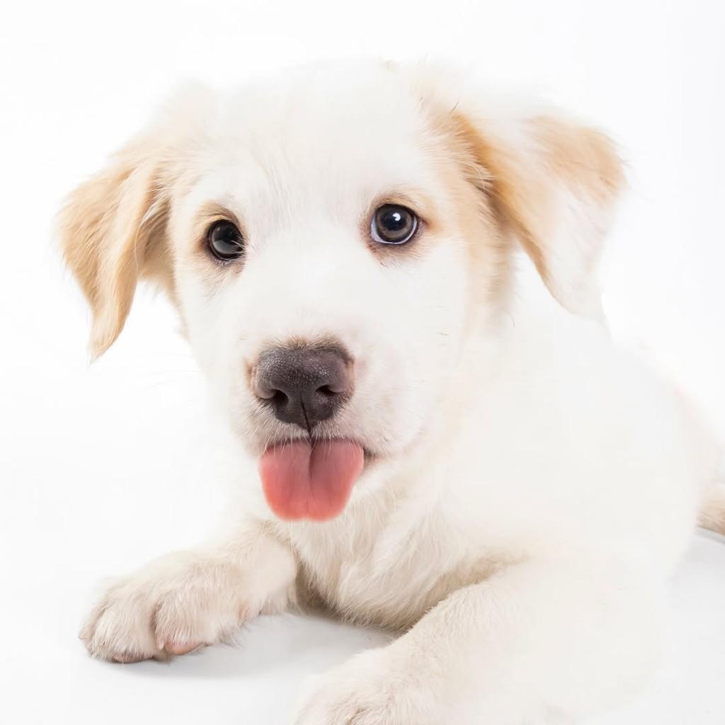 Logan, cachorro de porte médio para adoção em São Paulo - SP — foto 2 de 19