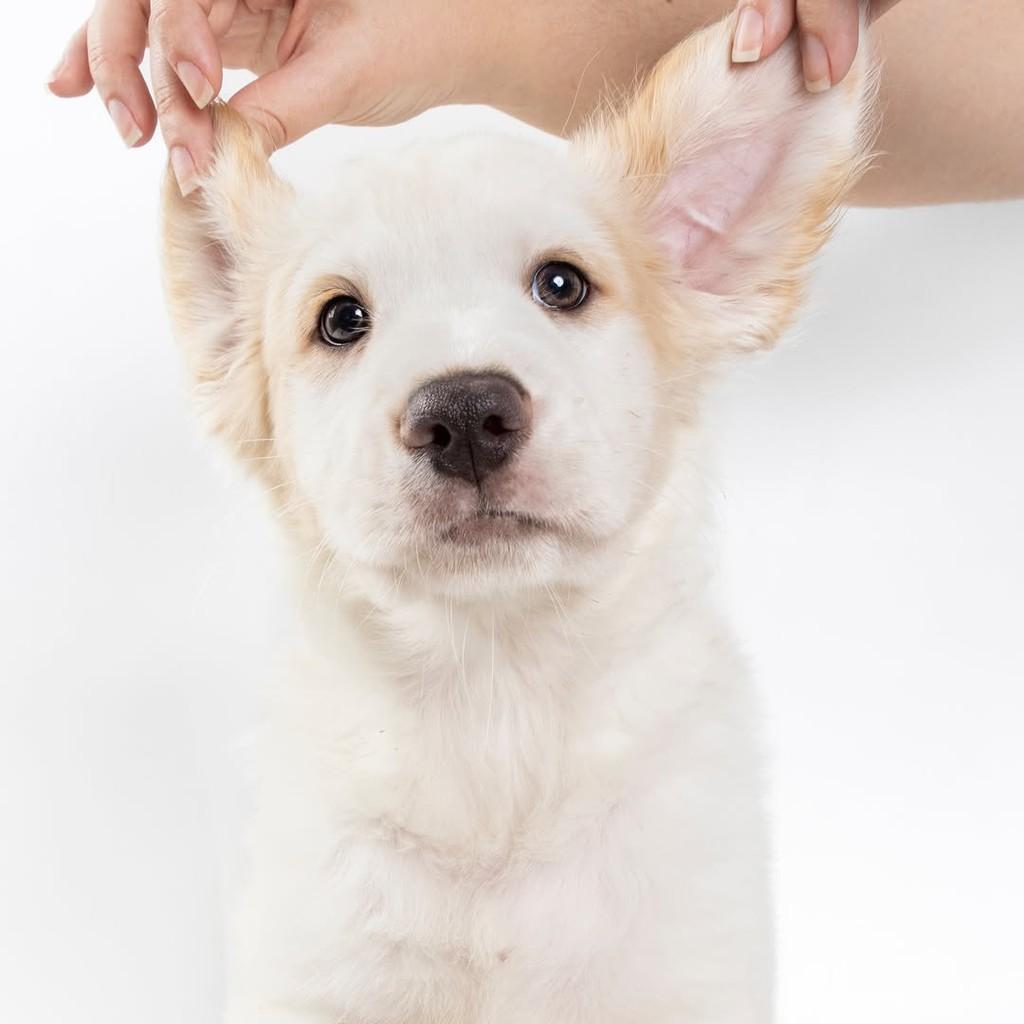 Logan, cachorro de porte médio para adoção em São Paulo - SP — foto 3 de 19
