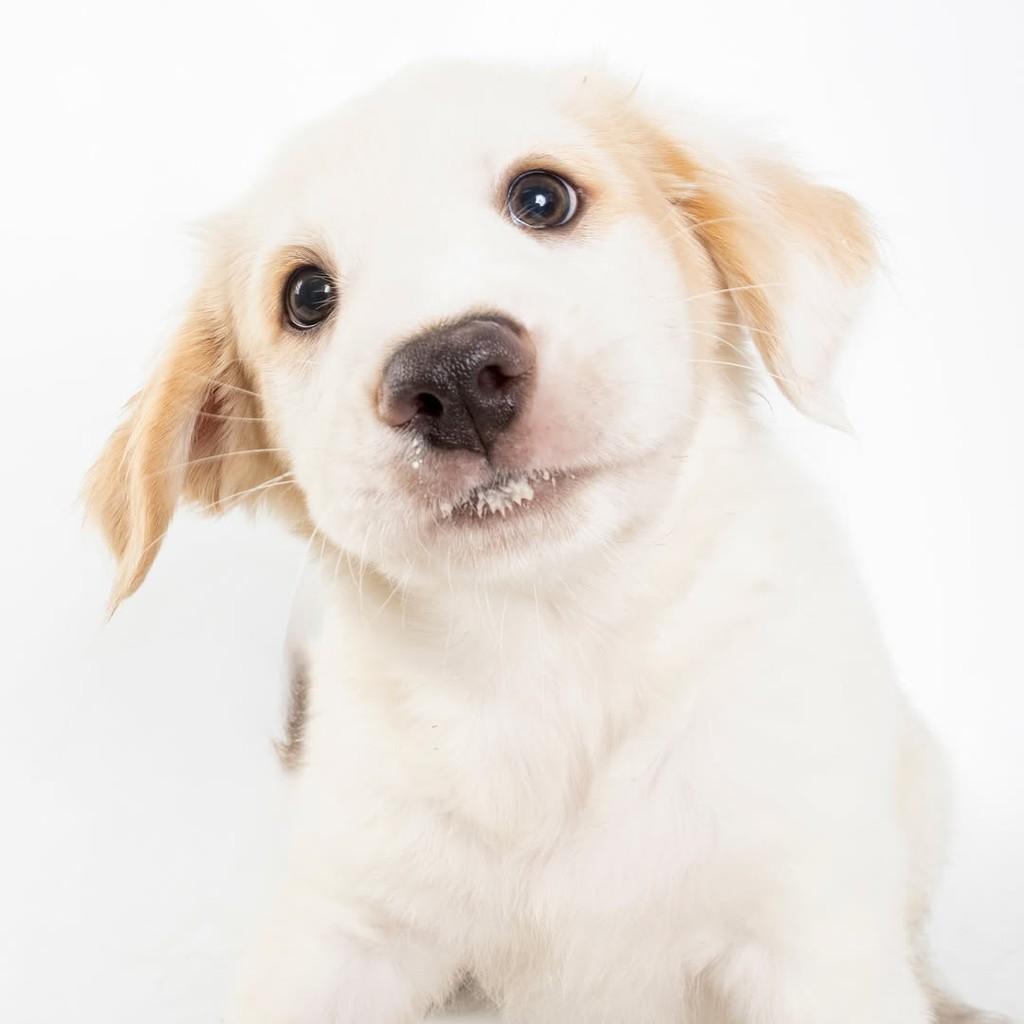 Logan, cachorro de porte médio para adoção em São Paulo - SP — foto 4 de 19