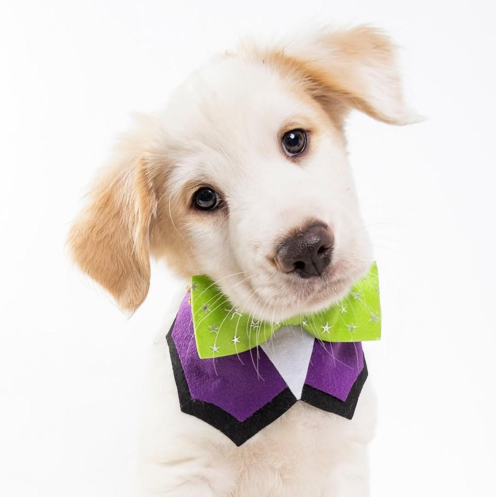 Logan, cachorro de porte médio para adoção em São Paulo - SP — foto 5 de 19