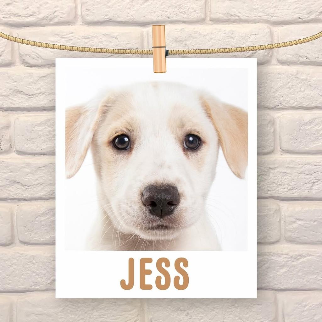 Jess, cadela de porte médio para adoção em São Paulo - SP