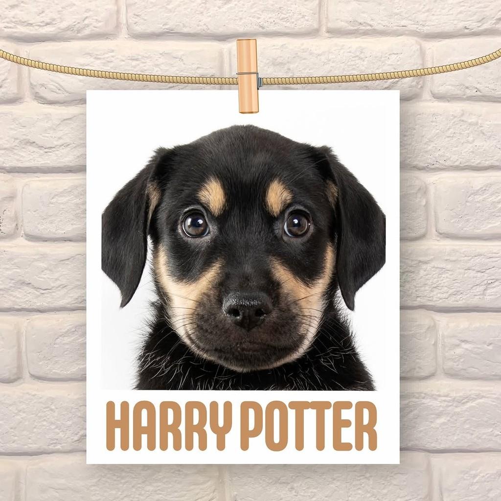 Harry Potter, cachorro de porte médio para adoção em São Paulo - SP