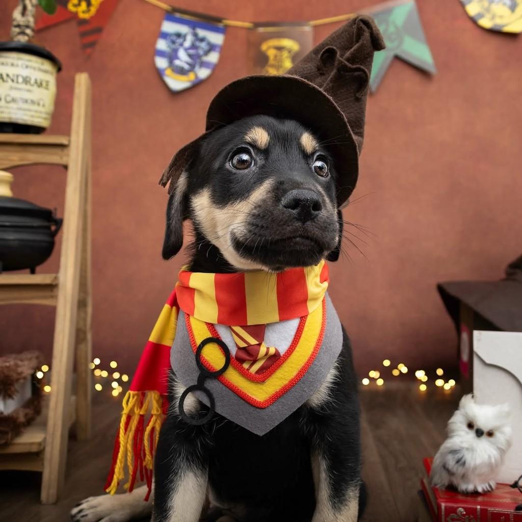 Harry Potter, cachorro de porte médio para adoção em São Paulo - SP — foto 2 de 20