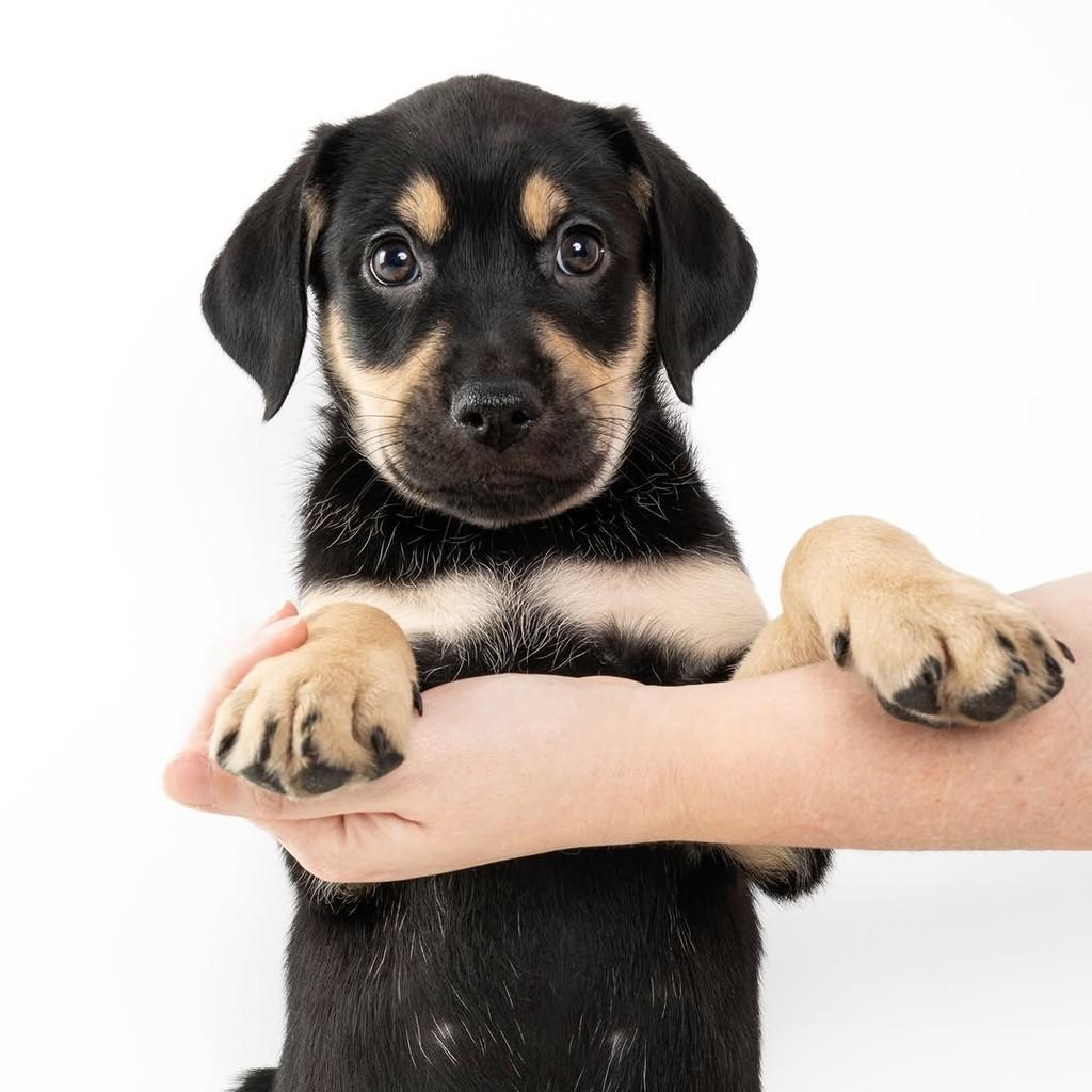 Harry Potter, cachorro de porte médio para adoção em São Paulo - SP — foto 3 de 20