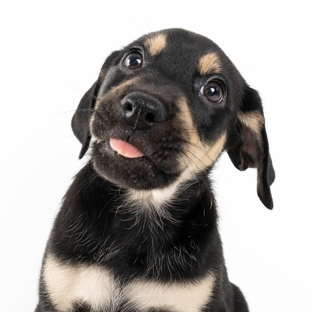 Harry Potter, cachorro de porte médio para adoção em São Paulo - SP — foto 4 de 20