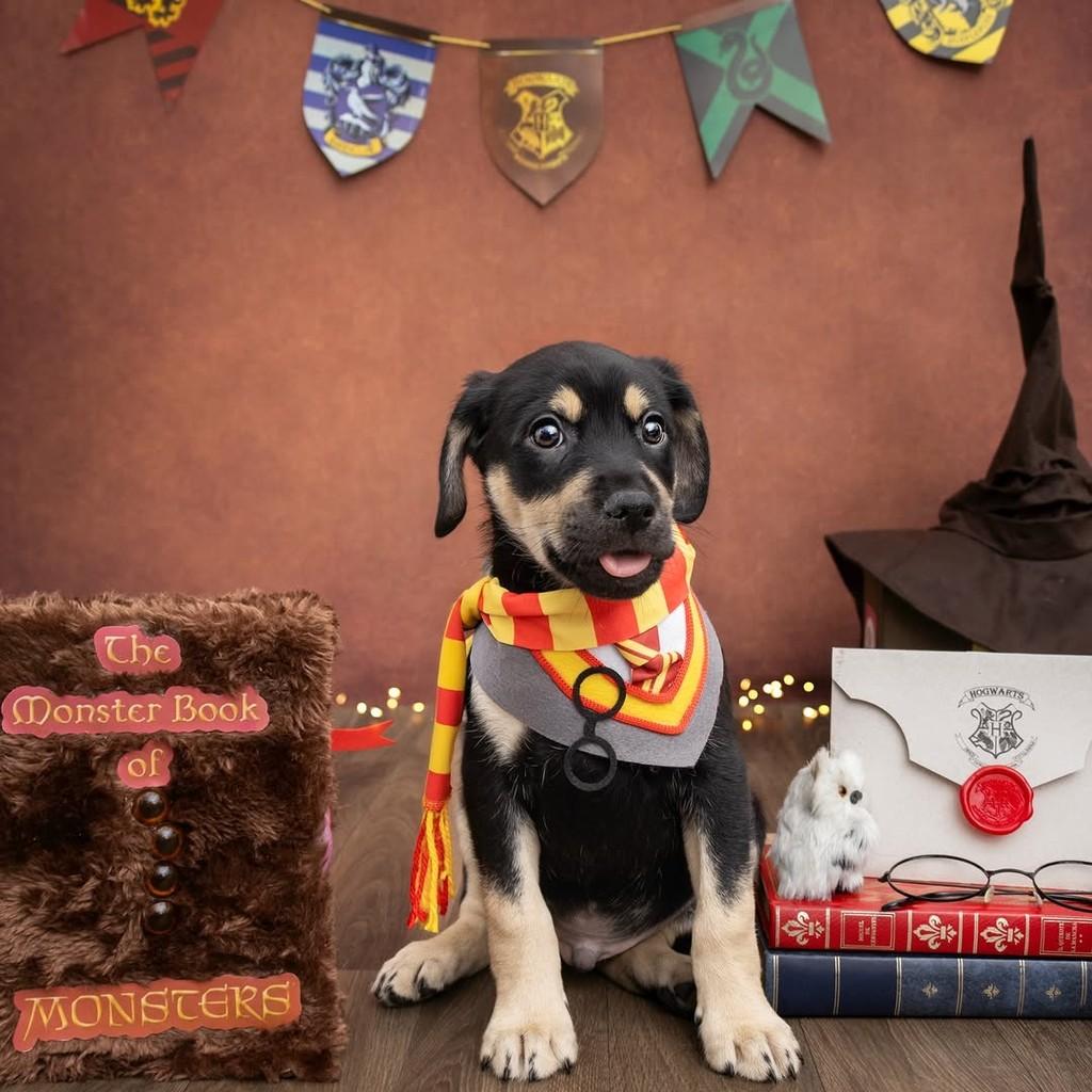Harry Potter, cachorro de porte médio para adoção em São Paulo - SP — foto 5 de 20