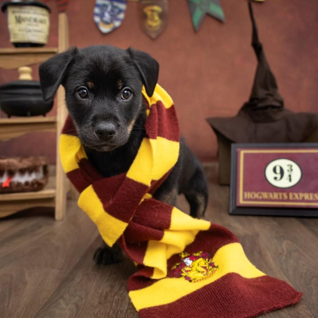 Hagrid, cachorro de porte médio para adoção em São Paulo - SP