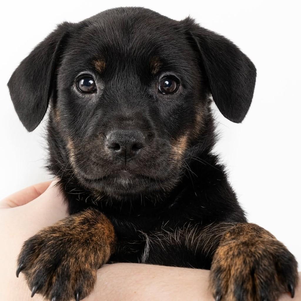 Hagrid, cachorro de porte médio para adoção em São Paulo - SP — foto 2 de 19