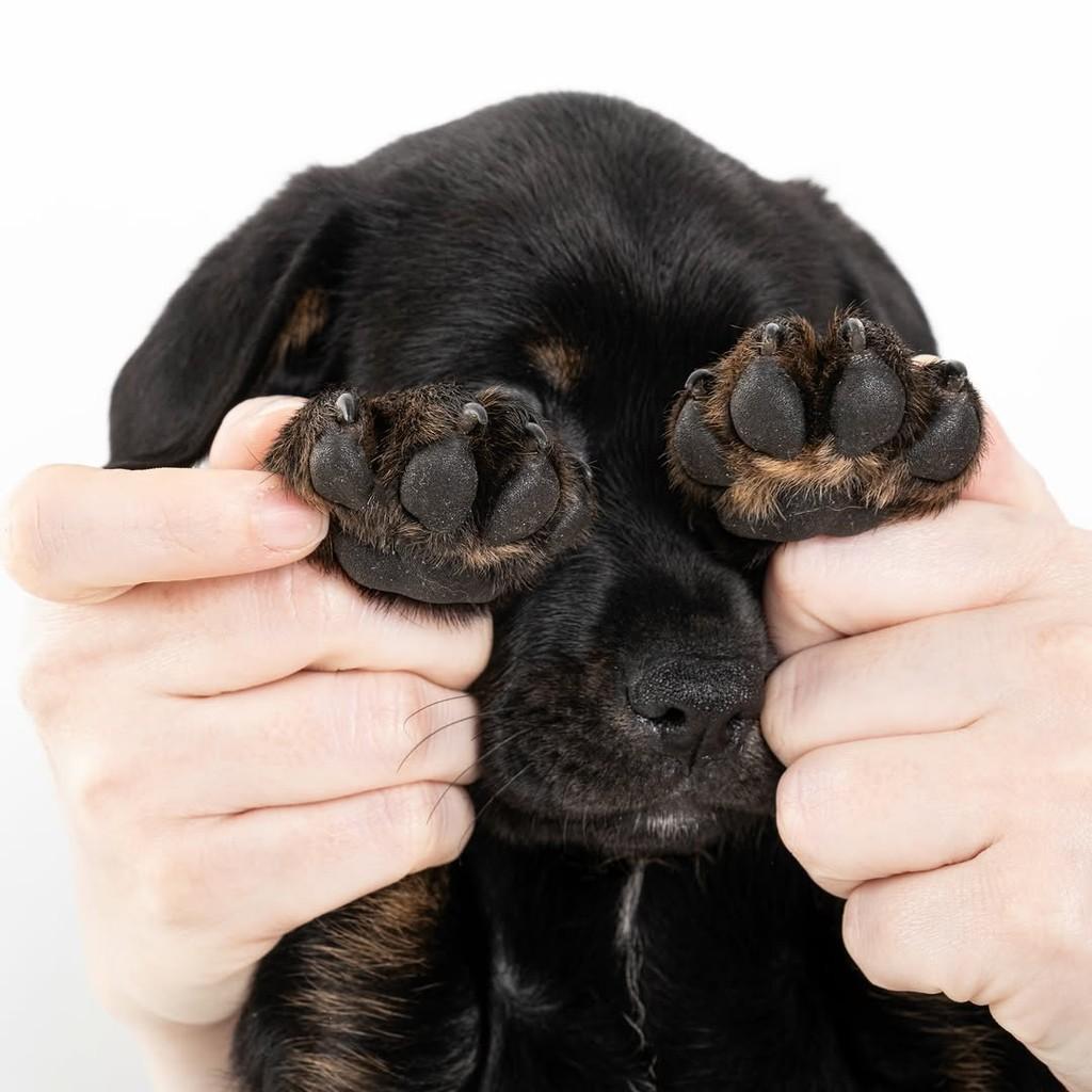 Hagrid, cachorro de porte médio para adoção em São Paulo - SP — foto 3 de 19