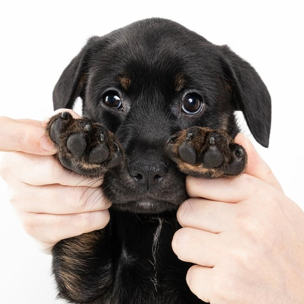 Hagrid, cachorro de porte médio para adoção em São Paulo - SP — foto 4 de 19