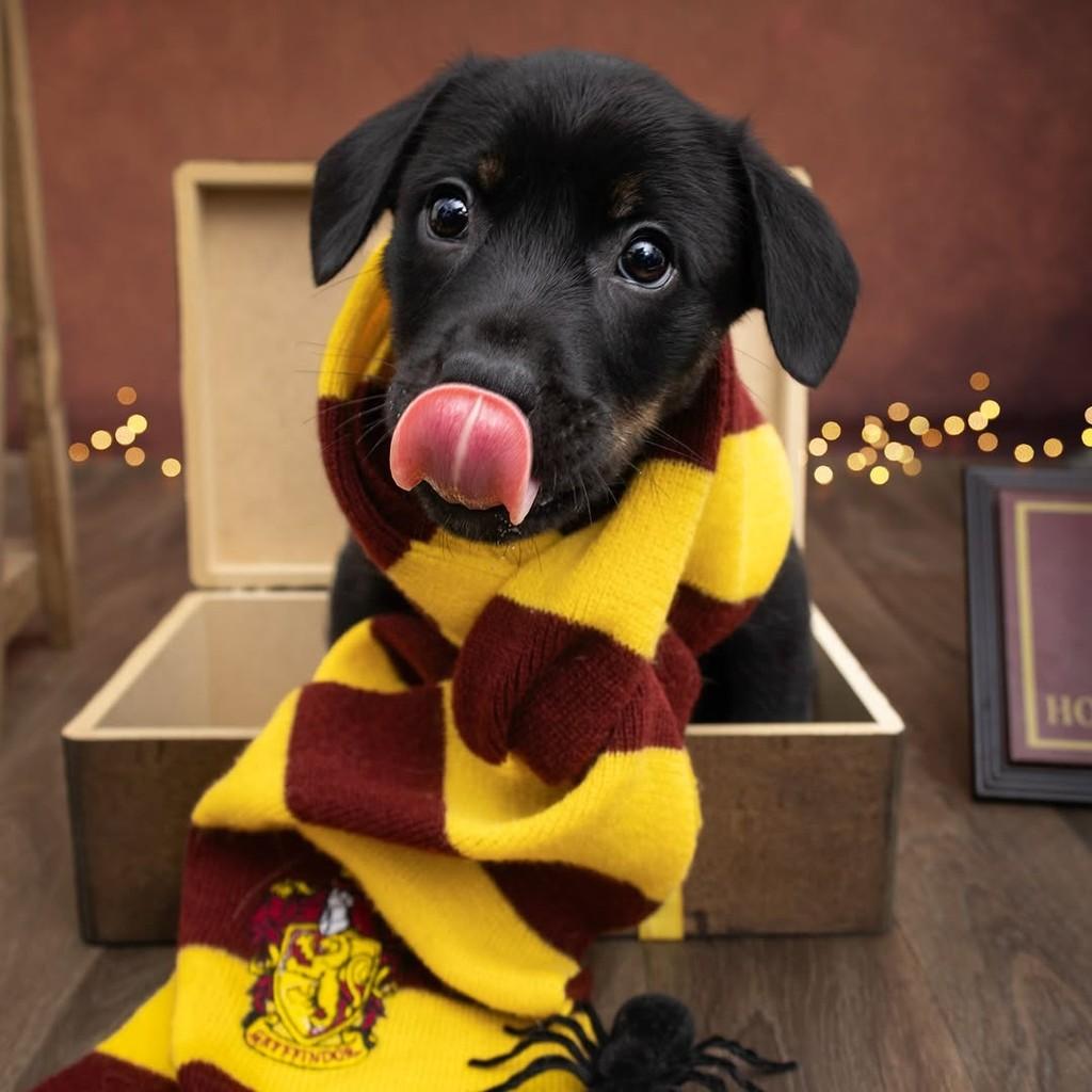 Hagrid, cachorro de porte médio para adoção em São Paulo - SP — foto 5 de 19