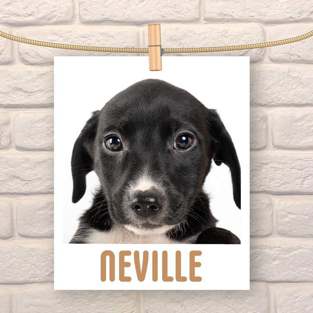 Neville Longbottom, cachorro de porte médio para adoção em São Paulo - SP