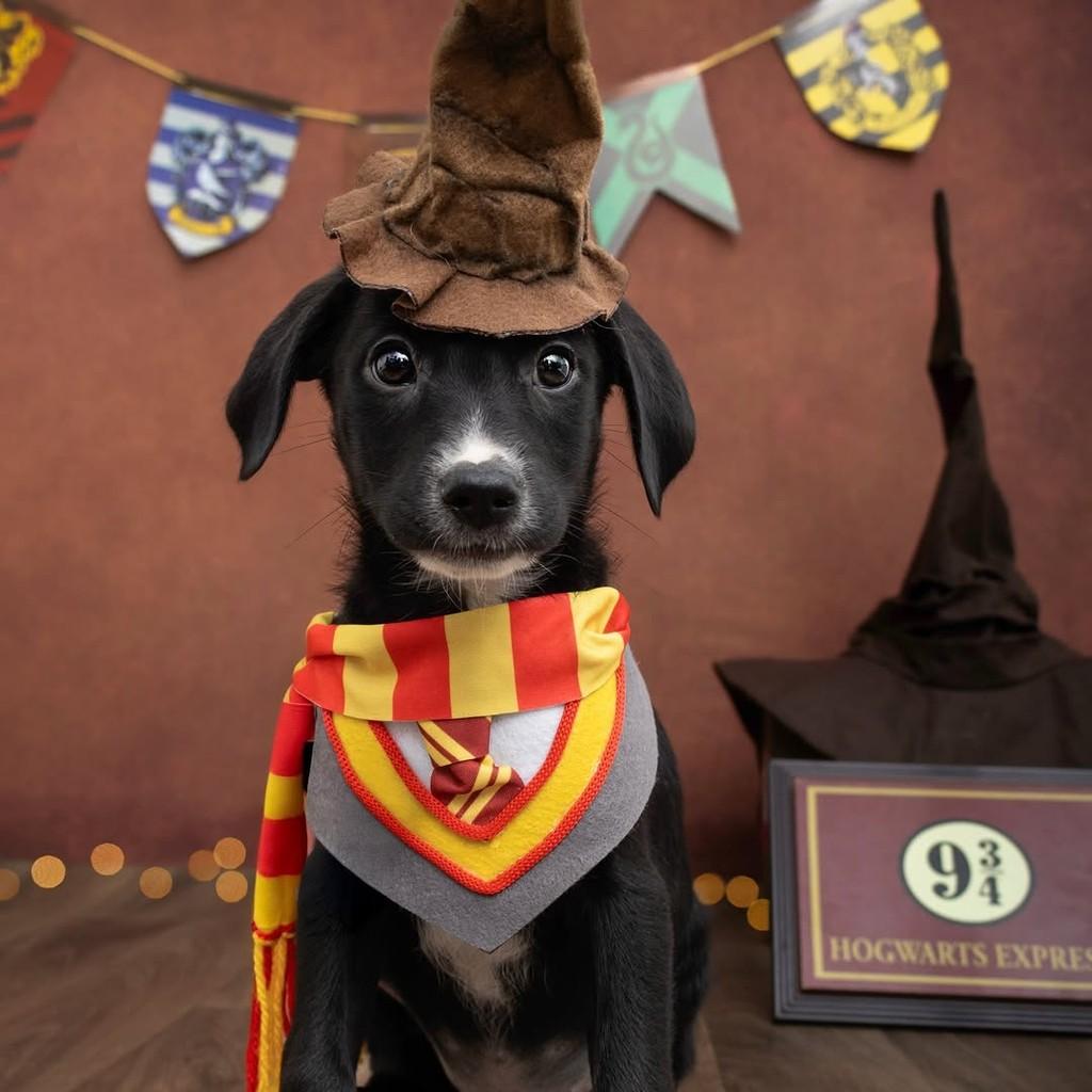 Neville Longbottom, cachorro de porte médio para adoção em São Paulo - SP — foto 2 de 20
