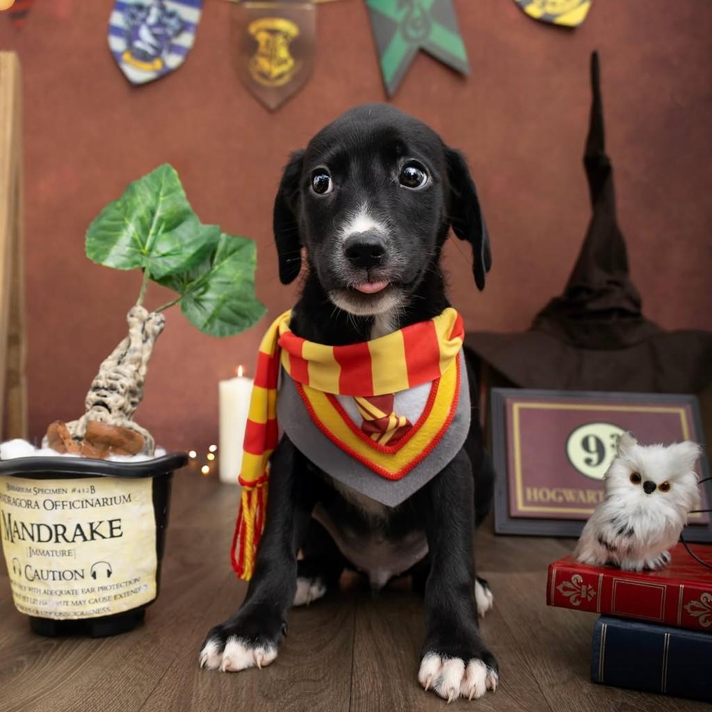 Neville Longbottom, cachorro de porte médio para adoção em São Paulo - SP — foto 3 de 20