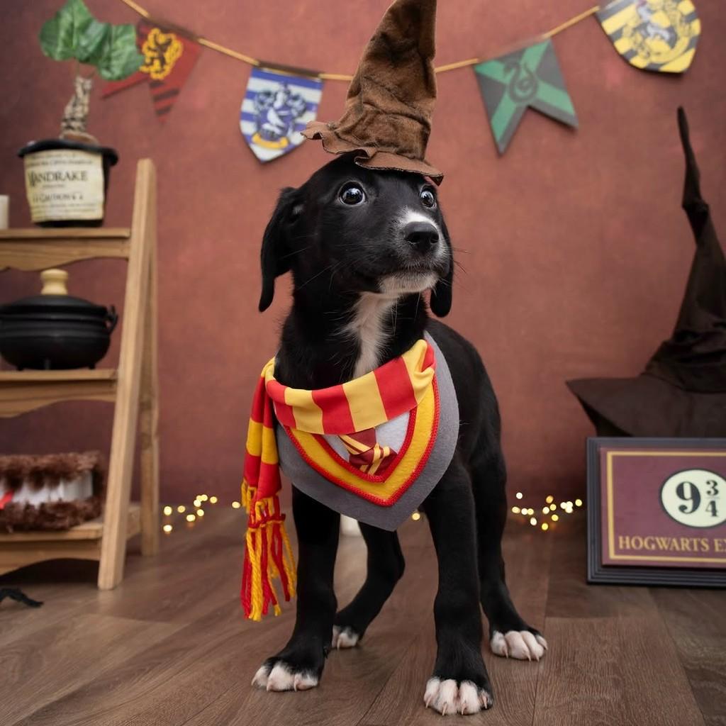 Neville Longbottom, cachorro de porte médio para adoção em São Paulo - SP — foto 4 de 20