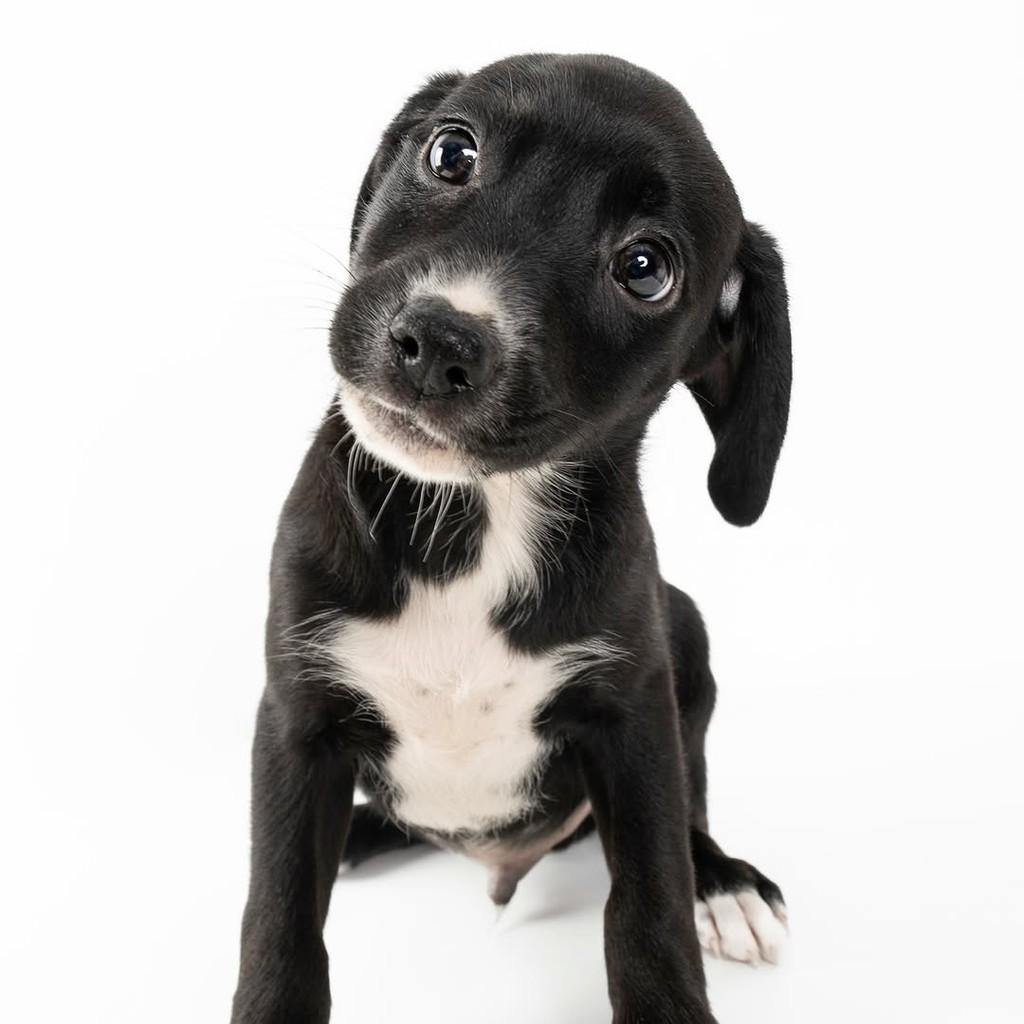 Neville Longbottom, cachorro de porte médio para adoção em São Paulo - SP — foto 5 de 20