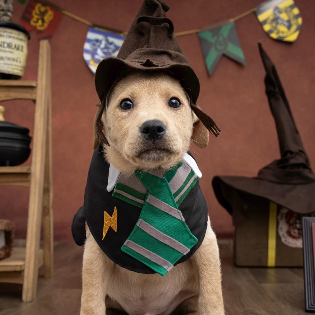 Draco Malfoy, cachorro de porte médio para adoção em São Paulo - SP