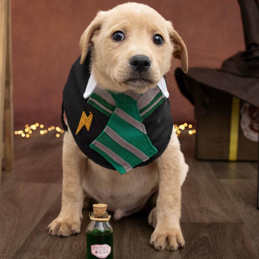 Draco Malfoy, cachorro de porte médio para adoção em São Paulo - SP — foto 2 de 18