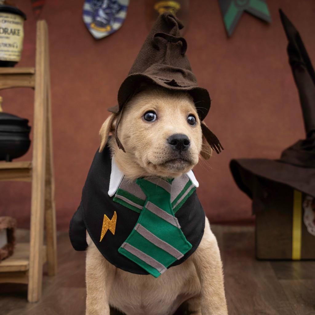 Draco Malfoy, cachorro de porte médio para adoção em São Paulo - SP — foto 3 de 18