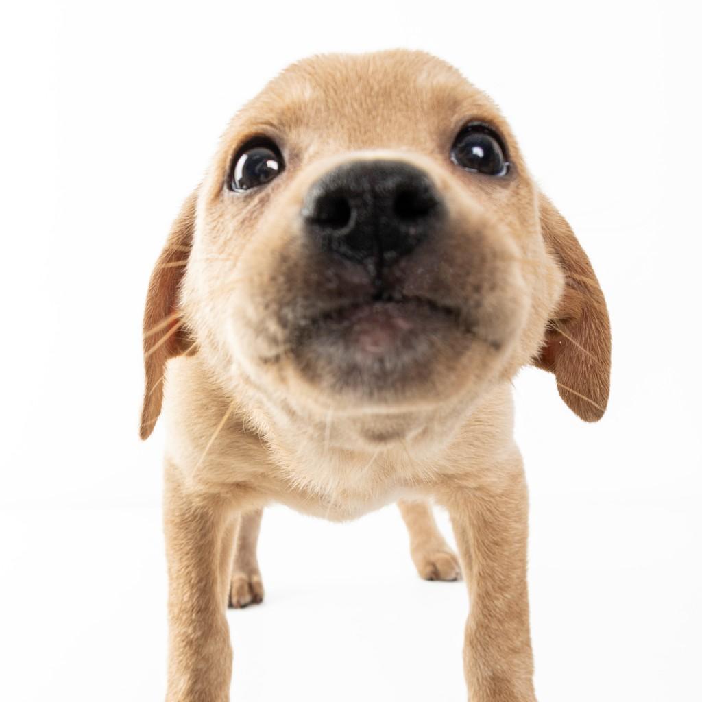 Draco Malfoy, cachorro de porte médio para adoção em São Paulo - SP — foto 4 de 18