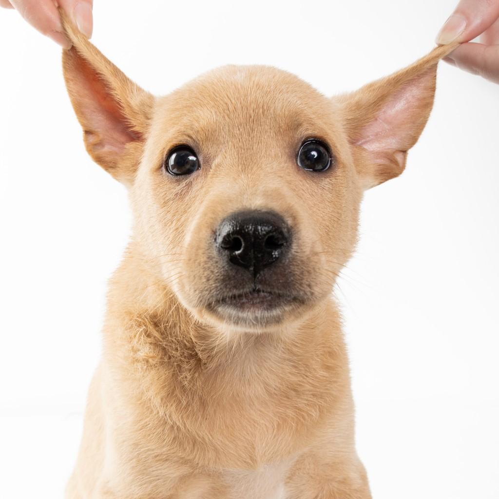 Draco Malfoy, cachorro de porte médio para adoção em São Paulo - SP — foto 5 de 18