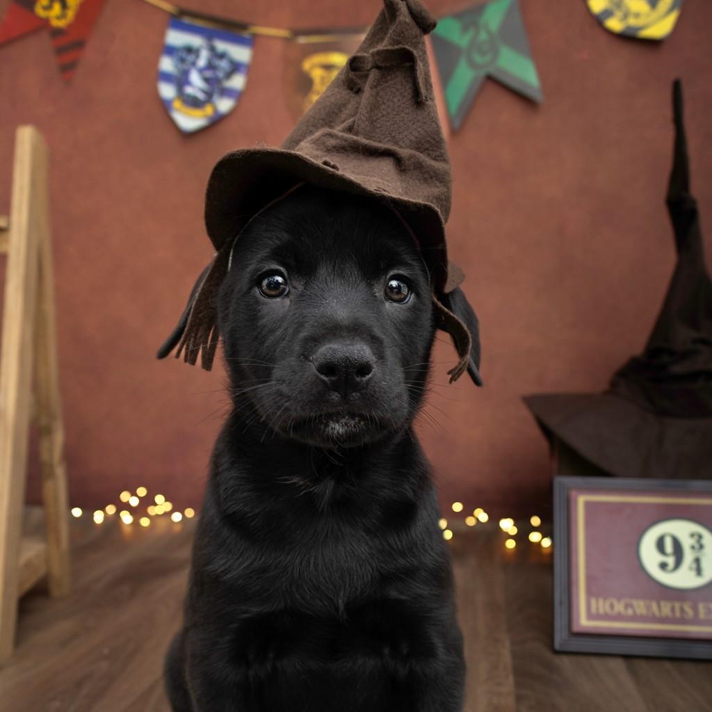 Snape, cachorro de porte pequeno para adoção em São Paulo - SP