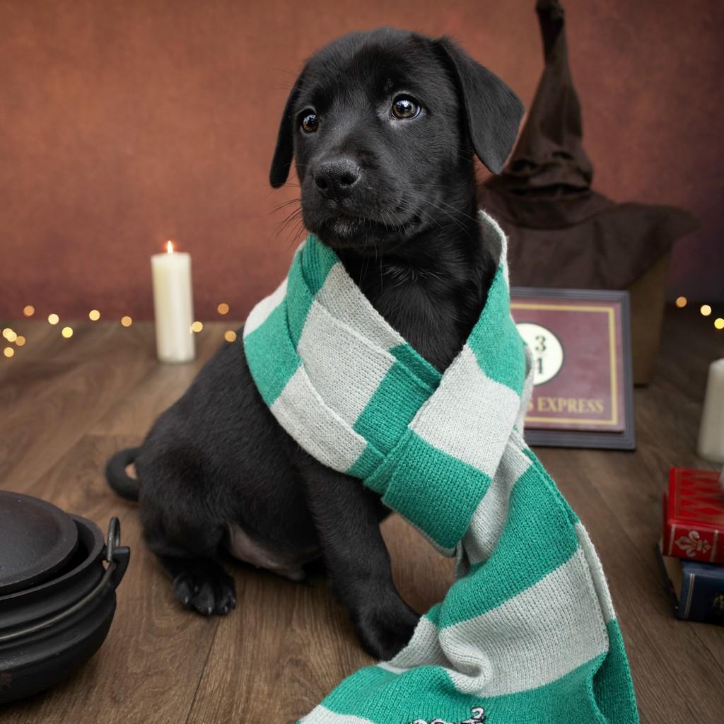 Snape, cachorro de porte pequeno para adoção em São Paulo - SP — foto 2 de 17