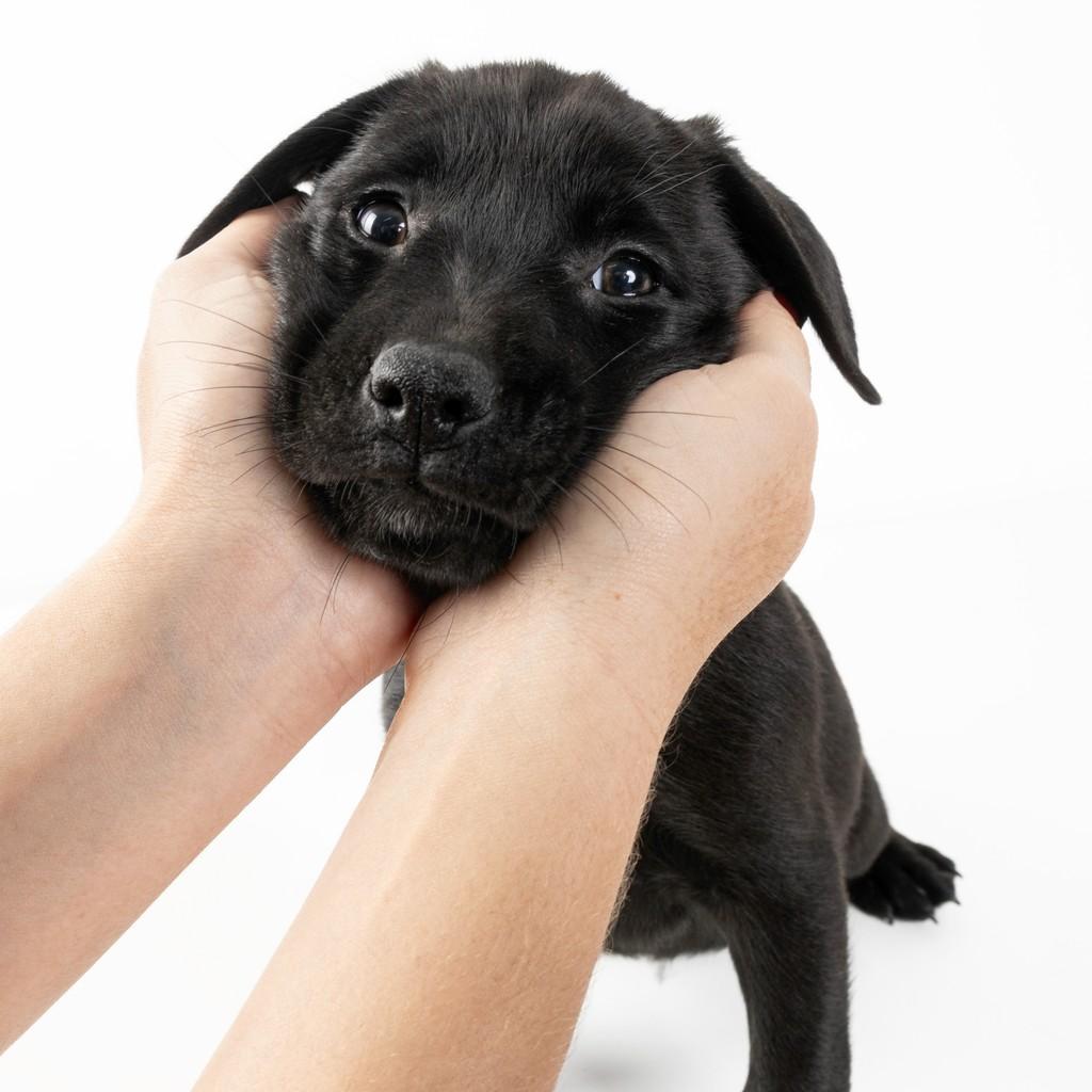 Snape, cachorro de porte pequeno para adoção em São Paulo - SP — foto 3 de 17