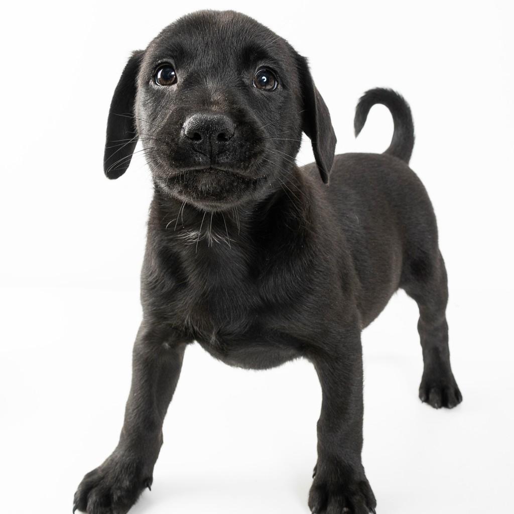 Snape, cachorro de porte pequeno para adoção em São Paulo - SP — foto 4 de 17