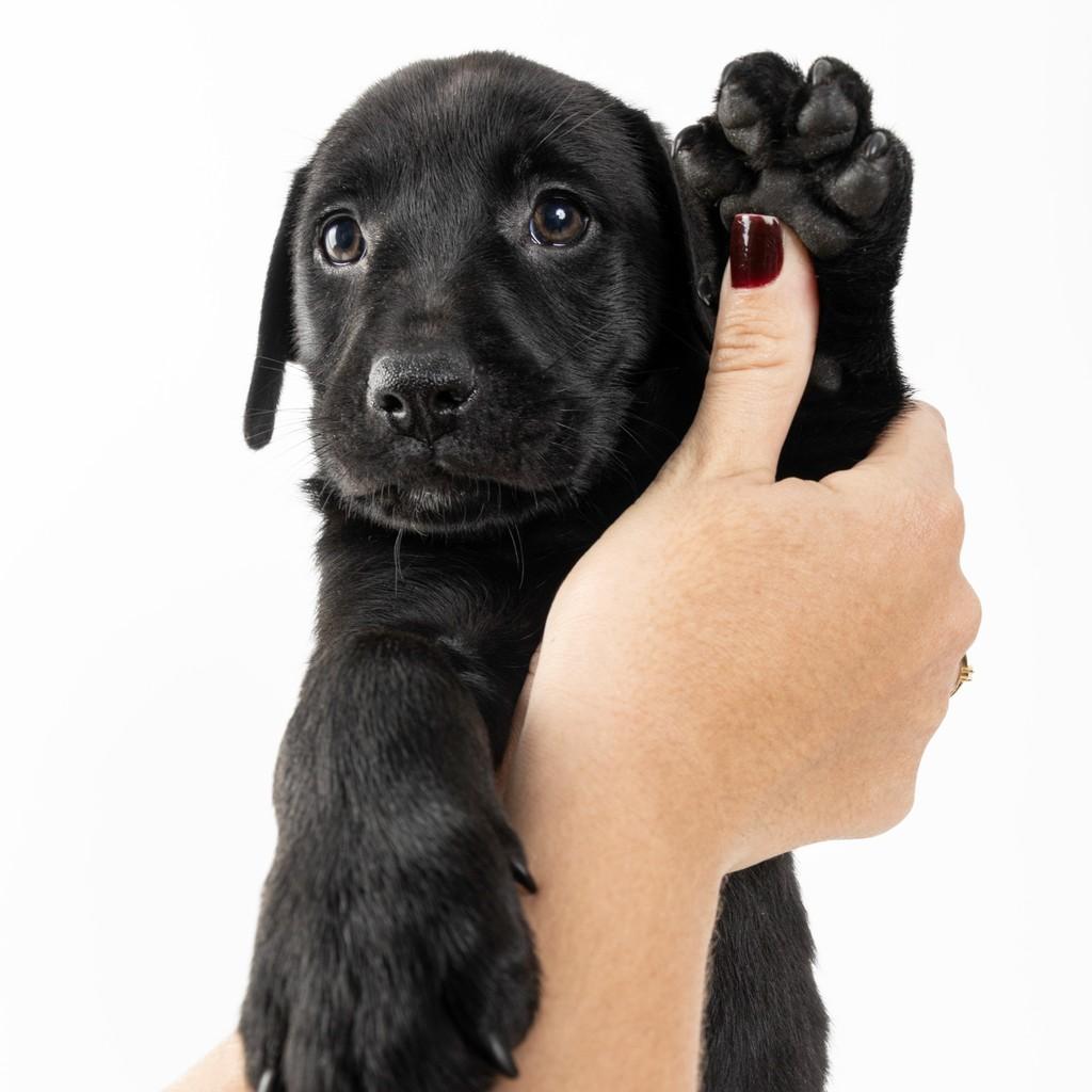Snape, cachorro de porte pequeno para adoção em São Paulo - SP — foto 5 de 17